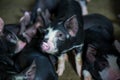 Swine farming business in relax time Royalty Free Stock Photo